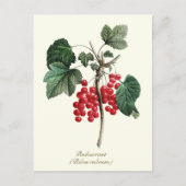 Elegante botanische rode bessen fruit briefkaart (Voorkant)