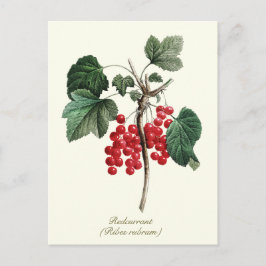 Elegante botanische  rode bessen fruit briefkaart