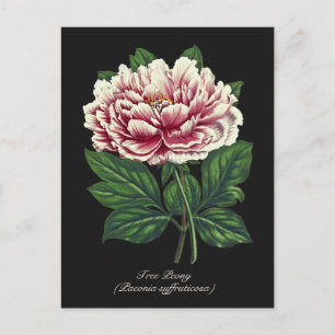 Elegante  Botanische Roze Pioen Bloem Briefkaart