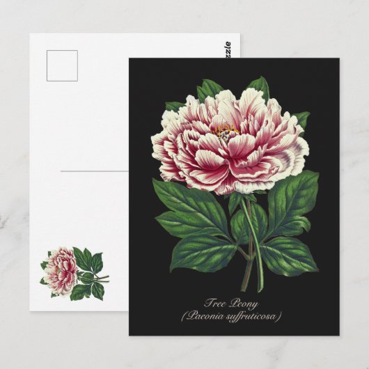 Elegante  Botanische Roze Pioen Bloem Briefkaart (Voorkant / Achterkant)