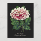 Elegante  Botanische Roze Pioen Bloem Briefkaart (Voorkant)