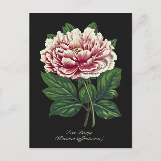 Elegante  Botanische Roze Pioen Bloem Briefkaart (Voorkant)