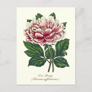 Elegante  Botanische Roze Pioen Bloem Briefkaart