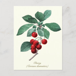 Elegante botanische  Sweet Red Cherry Fruit Briefkaart