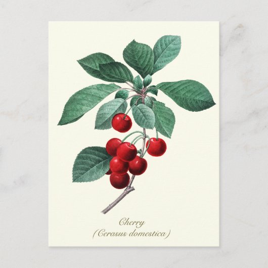 Elegante botanische  Sweet Red Cherry Fruit Briefkaart (Voorkant)
