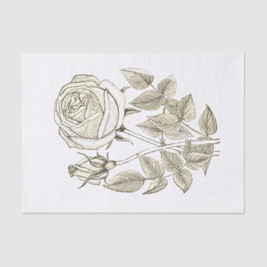 Elegante Botanische Vintage Beige Wit Rose Tissuepapier (Voorkant)