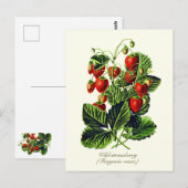 Elegante botanische  wilde aardbeienvruchten briefkaart (Voorkant / Achterkant)