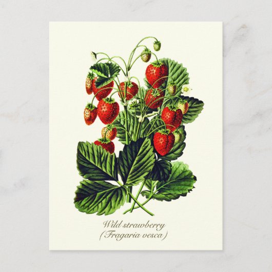 Elegante botanische  wilde aardbeienvruchten briefkaart (Voorkant)