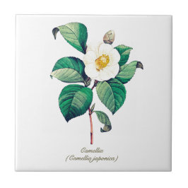 Elegante Botanische Witte Camellia Bloem Tegeltje