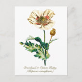 Elegante  Botanische Witte Opium Poppy Flower Briefkaart (Voorkant)