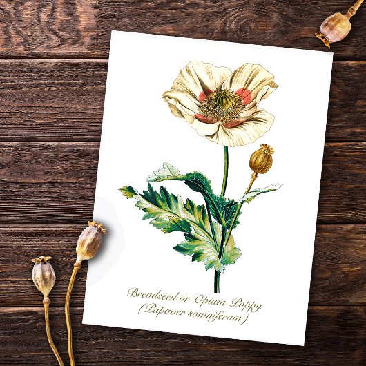 Elegante  Botanische Witte Opium Poppy Flower Briefkaart