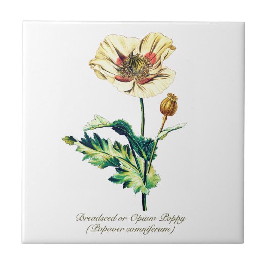 Elegante  Botanische Witte Opium Poppy Flower Tegeltje (Voorkant)