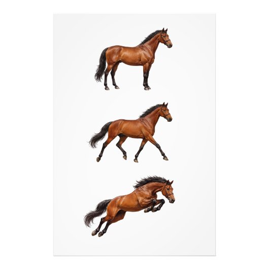 Elegante bruine paard muur kunst poster (Voorkant)