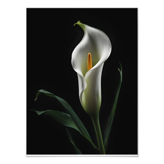 Elegante Calla Lily op zwarte achtergrond Foto Afdruk (Voorkant)