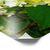 Elegante Chartreuse Groen Limelight Hydrangea Foto Afdruk (Hoek)