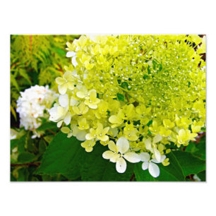 Elegante Chartreuse Groen Limelight Hydrangea Foto Afdruk