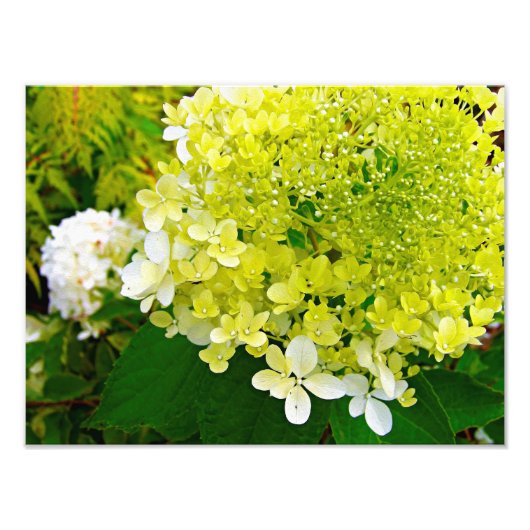 Elegante Chartreuse Groen Limelight Hydrangea Foto Afdruk (Voorkant)