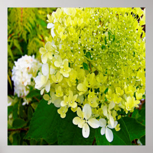 Elegante Chartreuse Groen Limelight Hydrangea Poster