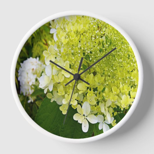 Elegante Chartreuse Groene Limelight Hortensia (Voorkant)