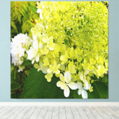 Elegante Chartreuse Groene Limelight Hortensia Canvas Afdruk (Insitu (Houten vloer))