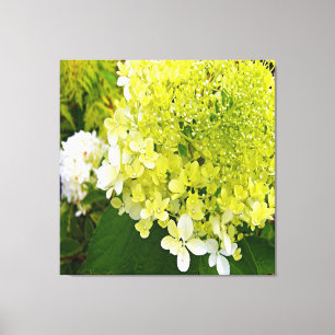 Elegante Chartreuse Groene Limelight Hortensia Canvas Afdruk