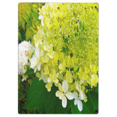 Elegante Chartreuse Groene Limelight Hortensia Klembord (Achterkant)