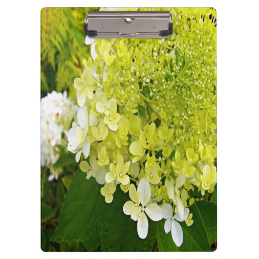 Elegante Chartreuse Groene Limelight Hortensia Klembord (Voorkant)