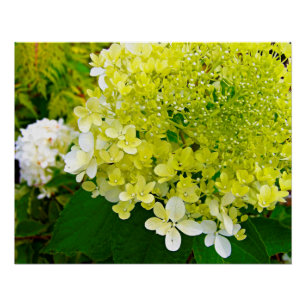 Elegante Chartreuse Groene Limelight Hortensia Perfect Poster