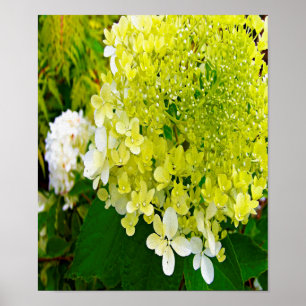 Elegante Chartreuse Groene Limelight Hortensia Poster