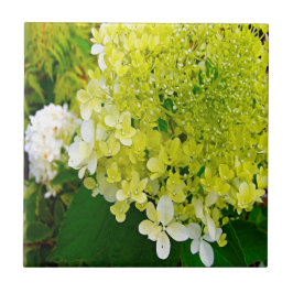 Elegante Chartreuse Groene Limelight Hortensia Tegeltje