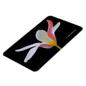 Elegante Dame Tulp Witte Roze Bloemen Magneet (Linkerzijde)