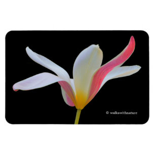 Elegante Dame Tulp Witte Roze Bloemen Magneet