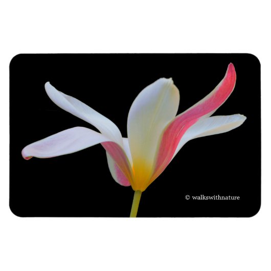 Elegante Dame Tulp Witte Roze Bloemen Magneet (Horizontaal)