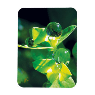 Elegante dauwdruppels op groene bladeren magneet