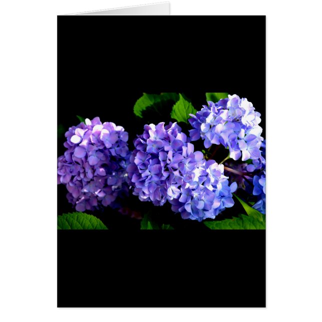 Elegante diep paarse bloemen hortensia (Voorkant)