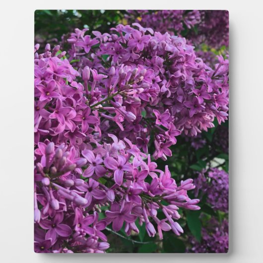 Elegante diep paarse magenta bloemen lilacs fotoplaat (Voorkant)