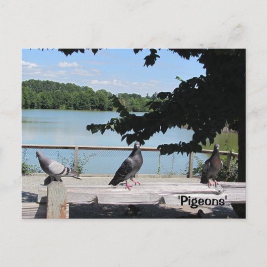 Elegante Duiven Briefkaart (Voorkant)