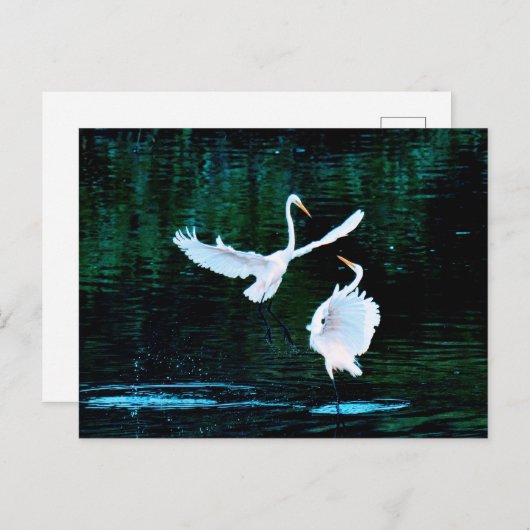 Elegante Egrets in Dance Briefkaart (Voorkant / Achterkant)