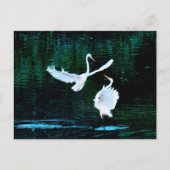 Elegante Egrets in Dance Briefkaart (Voorkant)