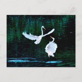 Elegante Egrets in Dance Briefkaart