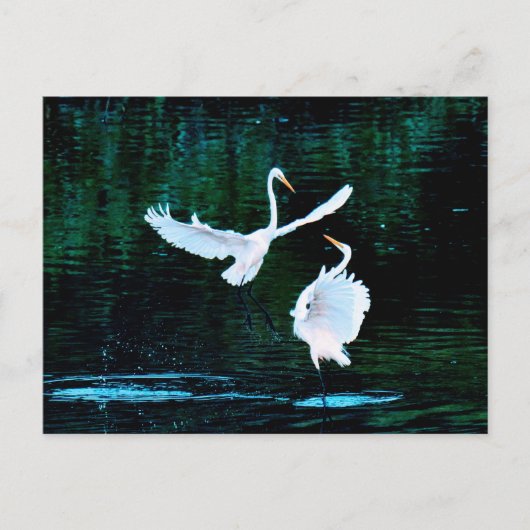 Elegante Egrets in Dance Briefkaart (Voorkant)