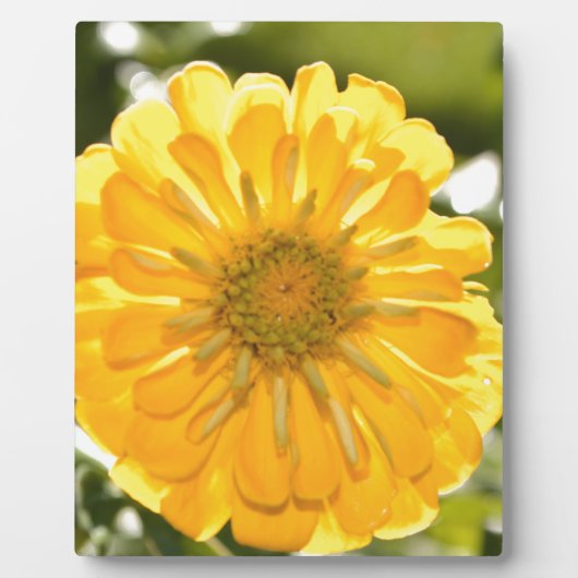 Elegante gele bloemen daisy fotoplaat (Voorkant)