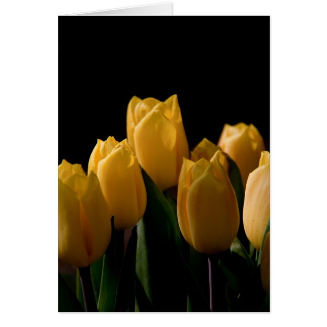 Elegante gele tulpen (Voorkant)
