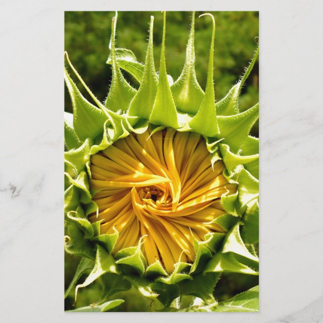 Elegante gele zonnebloem foto (Voorkant)