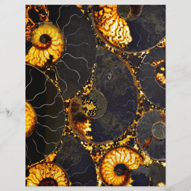 Elegante Gouden zwarte Nautilus schelp (Voorkant)