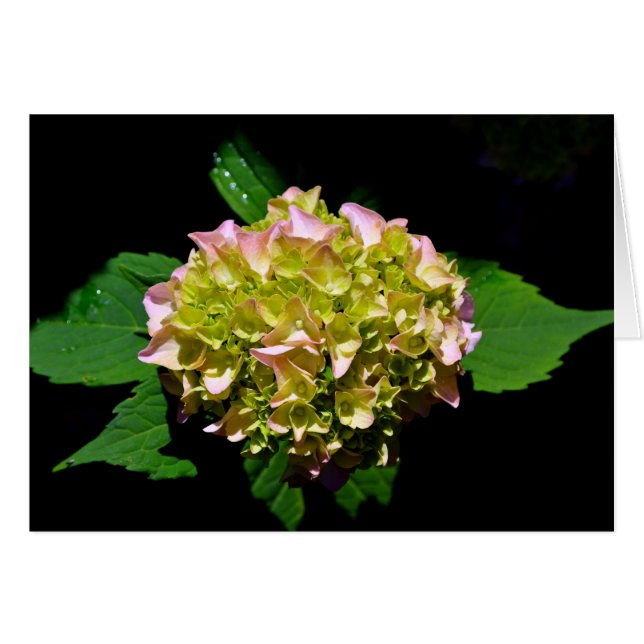 Elegante groen geel roze Hydrangea bloemen (Voorkant Horizontaal)