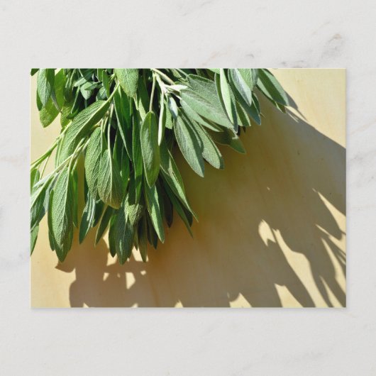 Elegante groene botanische bladeren Fresh-cut krui Briefkaart (Voorkant)