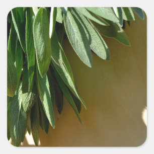 Elegante groene botanische bladeren Fresh-cut krui Vierkante Sticker