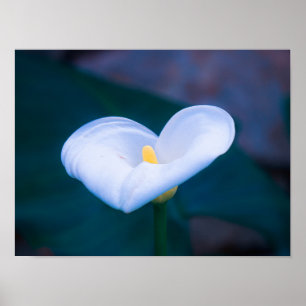 Elegante Hartvormige Witte Calla Lily Poster