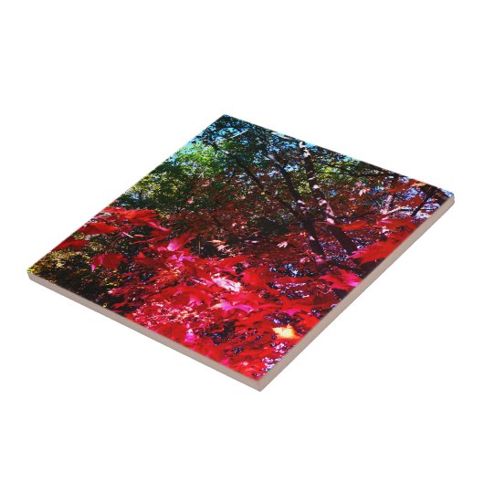 Elegante herfstbomen rode roze bladeren tegeltje (Zijkant)
